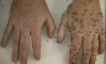 Repelente casero para los molestos mosquitos y zancudos.